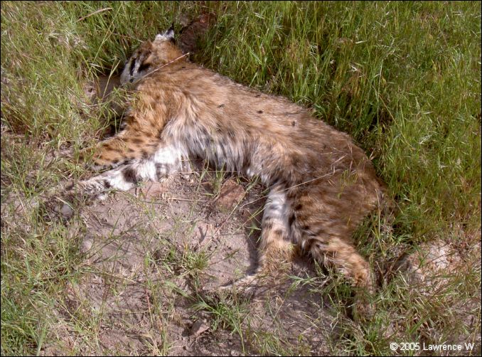 817 shelr bpk 13062005 dead bobcat nr 816.jpg